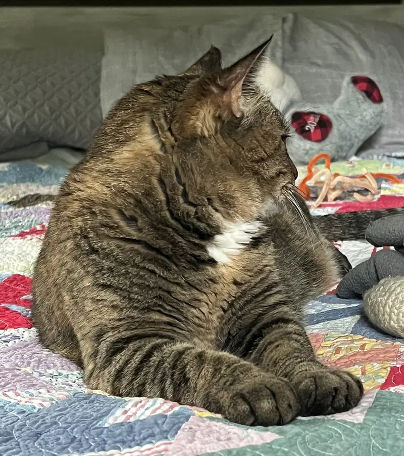Miss Kitty, photo 3