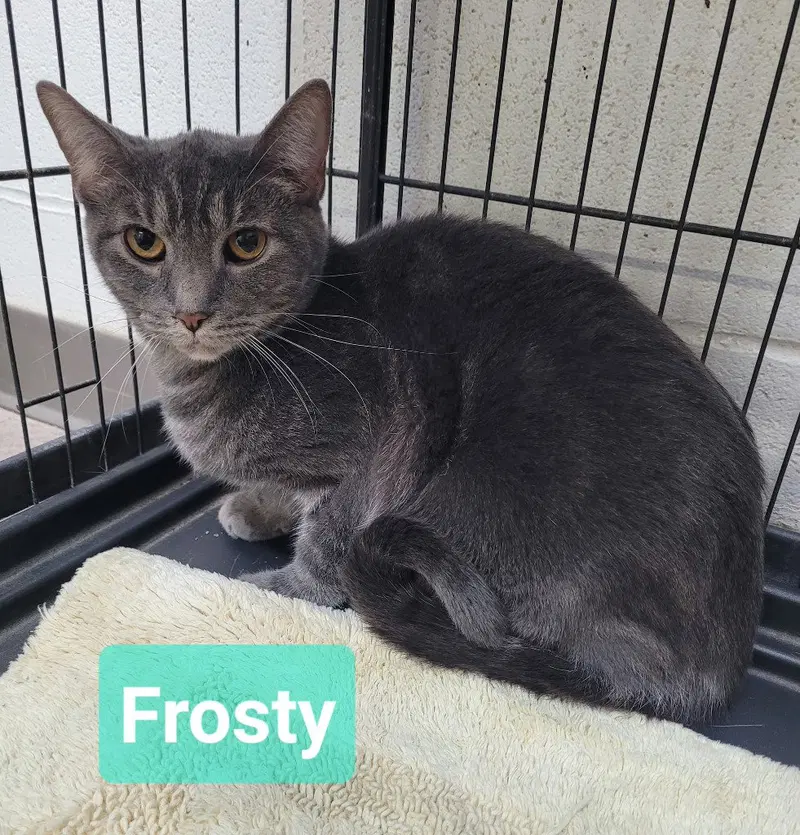 Frosty, an adult male cat up for adoption