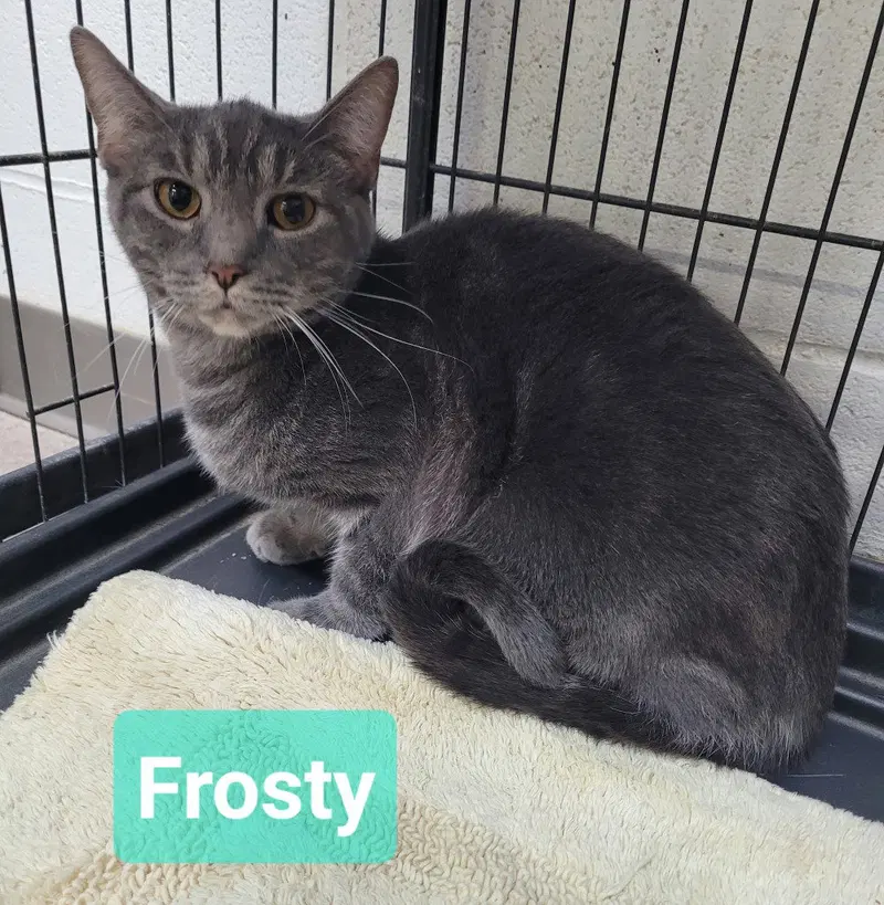 Frosty, photo 2