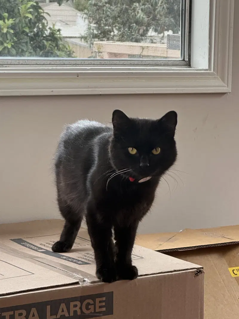 Kobe, an adult male cat up for adoption