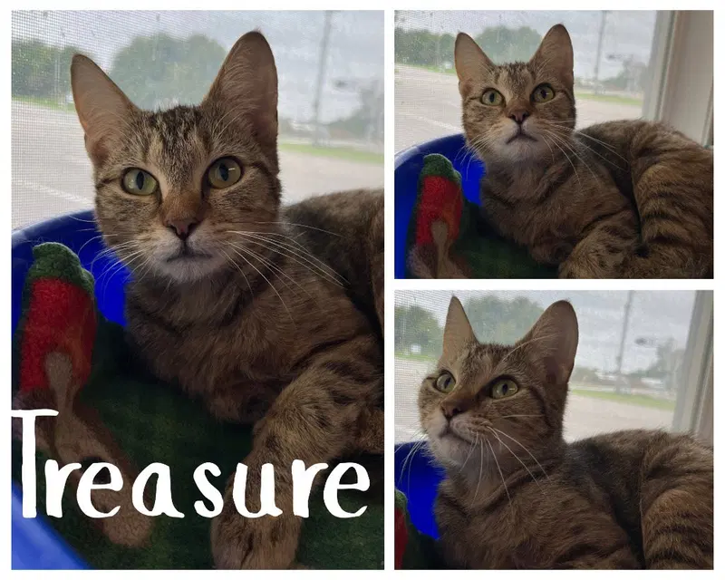 Treasure, a young female cat up for adoption