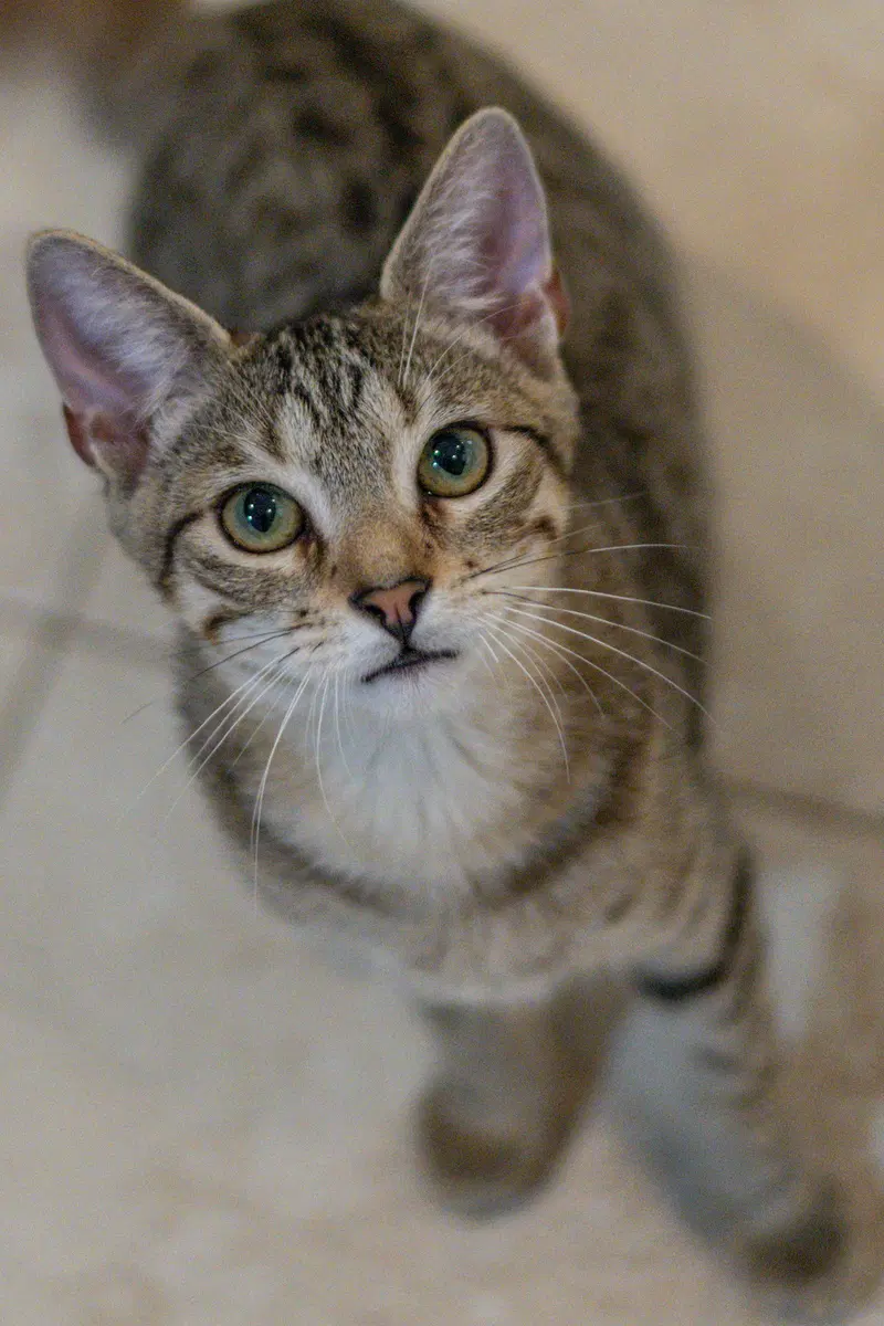 Havarti, photo 4