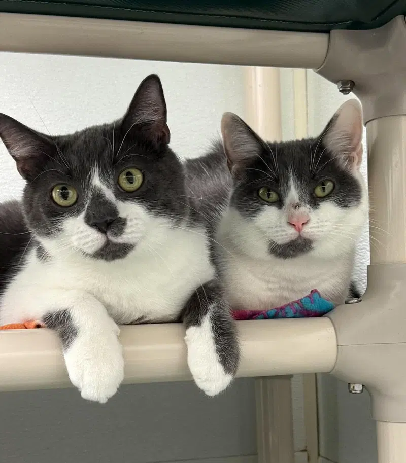 Nellie AND Little Oscar, young female cats up for adoption