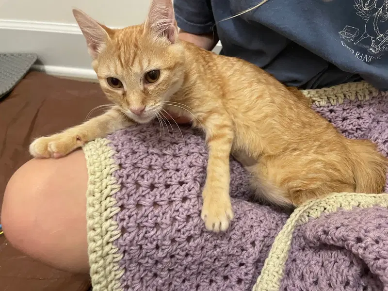 Sandstorm, a female kitten up for adoption