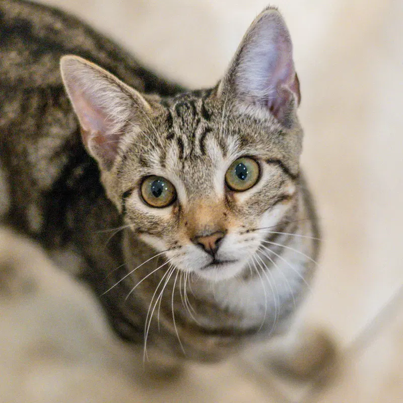 Gouda, a young female cat up for adoption