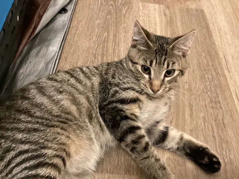 Greystripe, a male kitten up for adoption