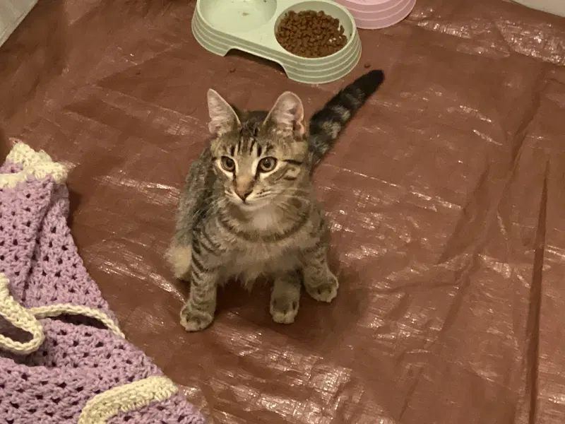 Greystripe, photo 2
