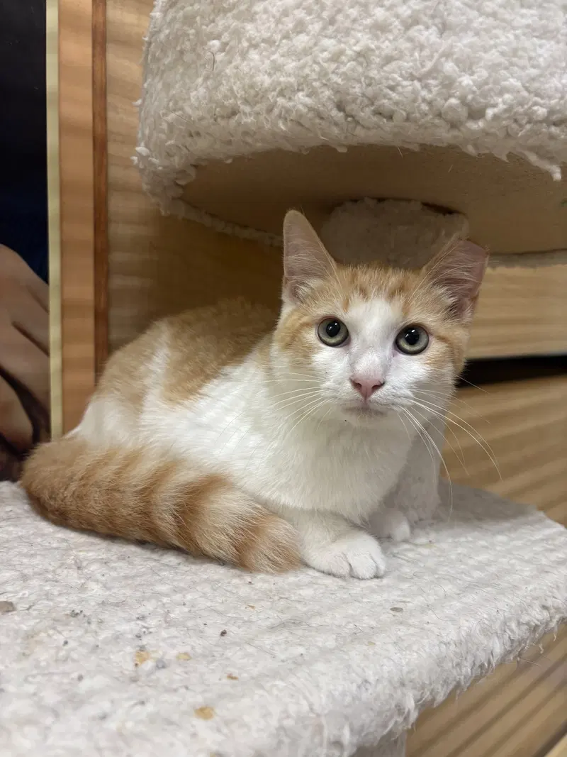 Peter, a young male cat up for adoption