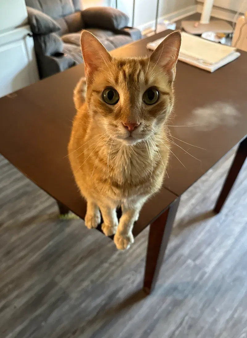 Little Guy, a senior male Tabby cat up for adoption