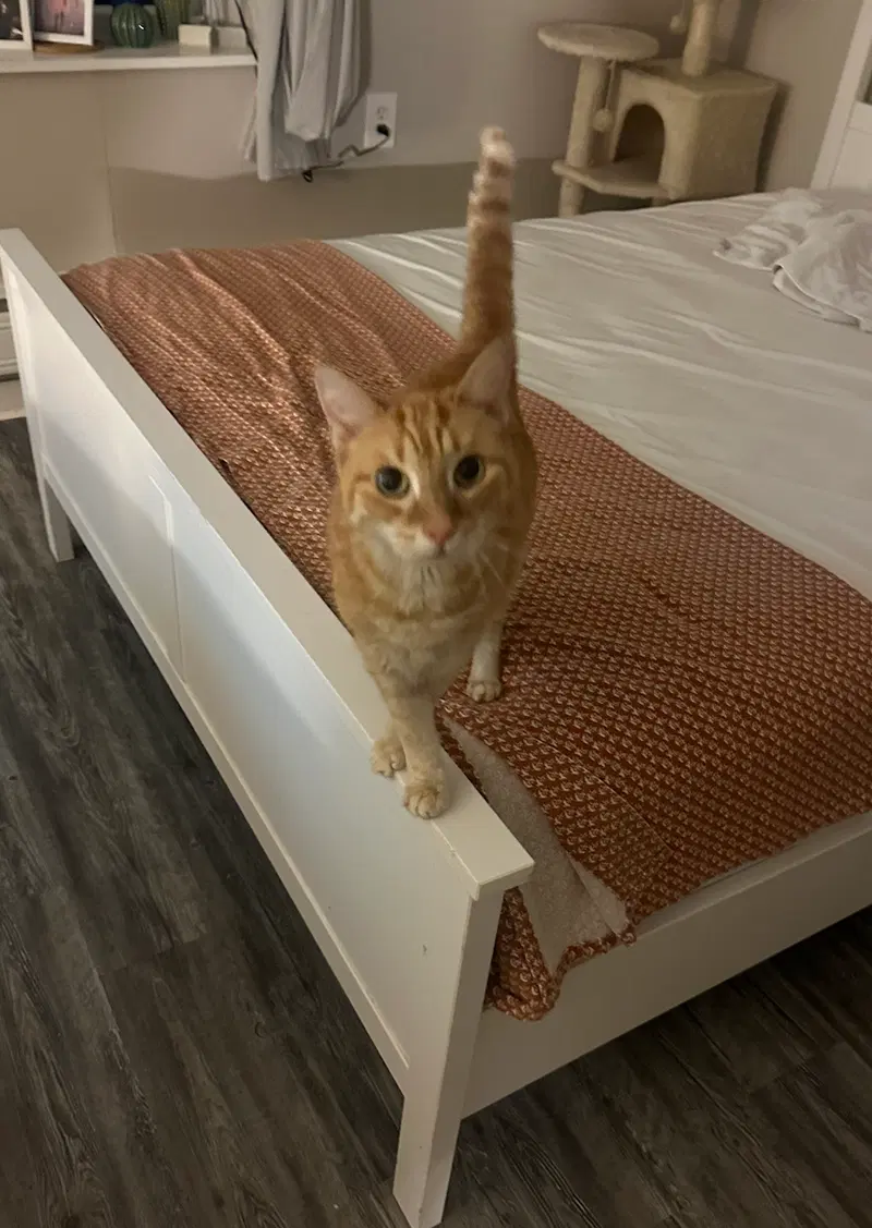 Little Guy, photo 4