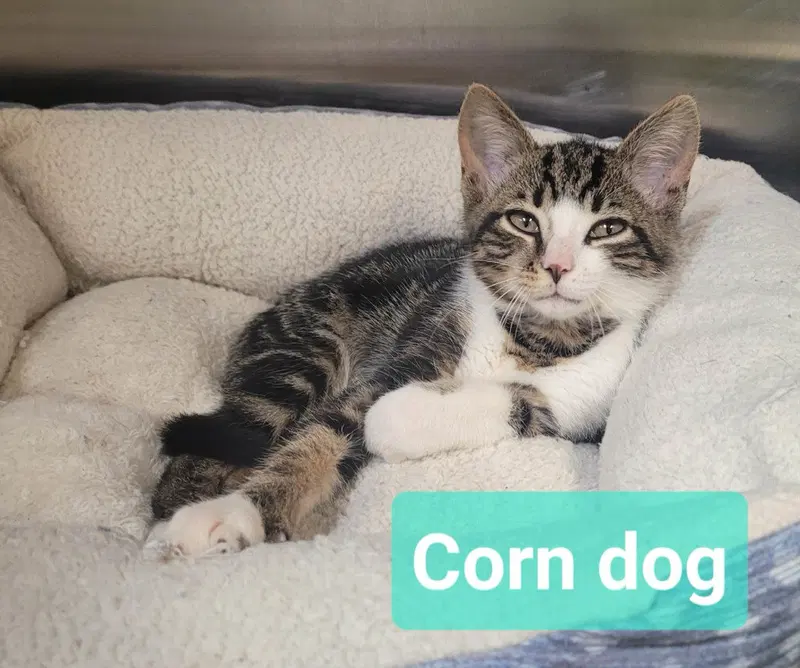 Corn dog, a male kitten up for adoption