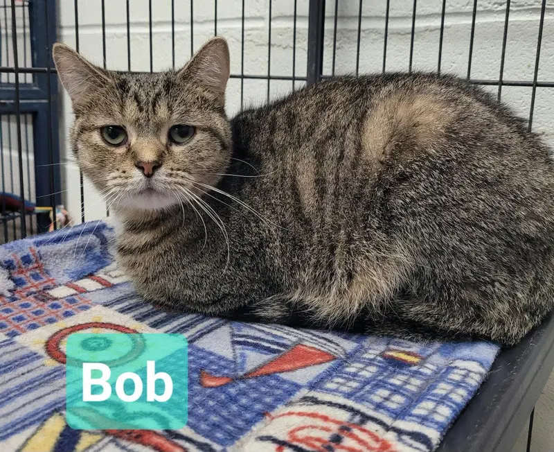 Bob, a young male cat up for adoption