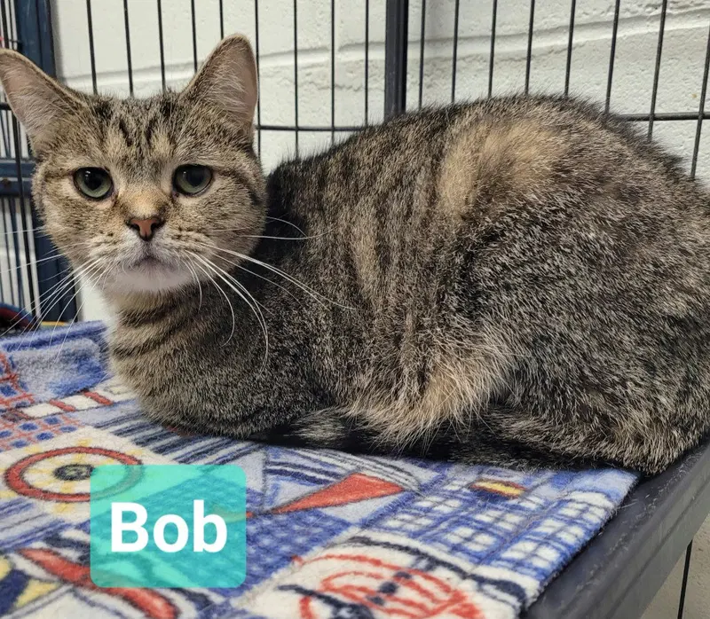 Bob, photo 2