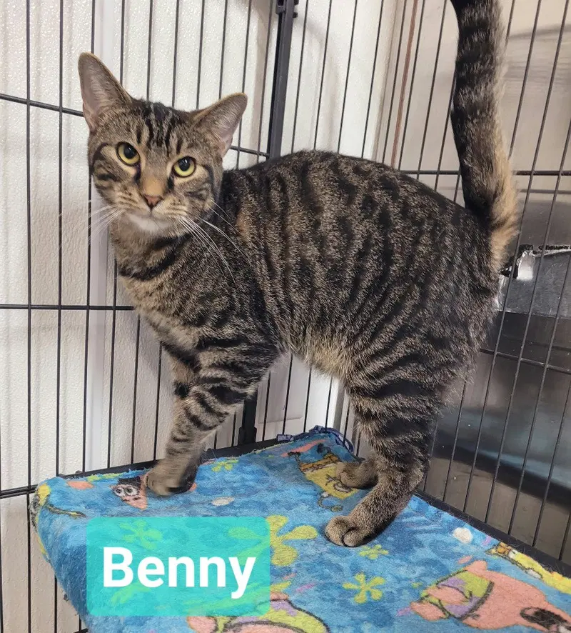 Benny, a young male cat up for adoption