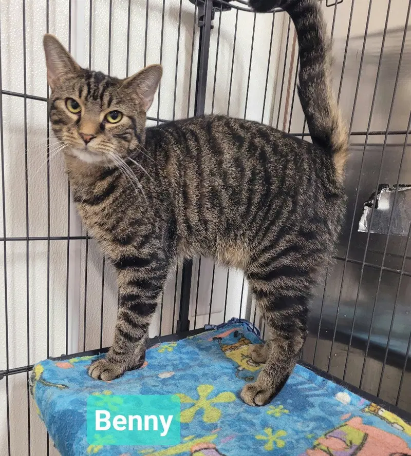 Benny, photo 2