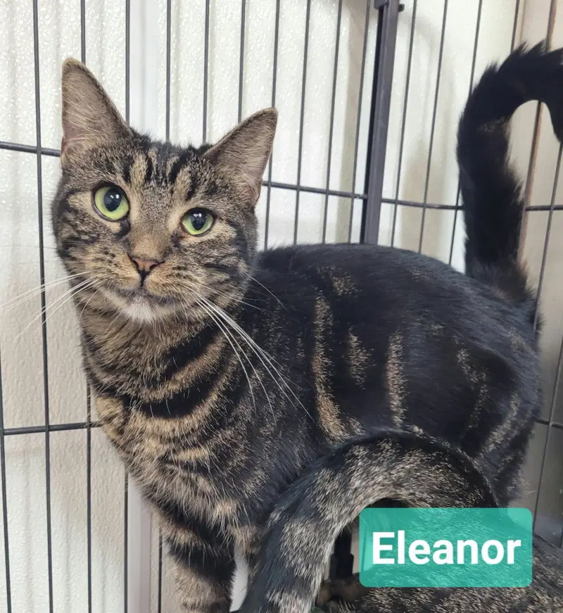Eleanor, an adult female cat up for adoption