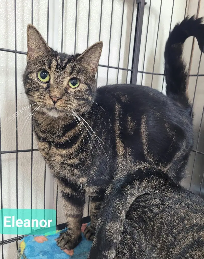 Eleanor, photo 2