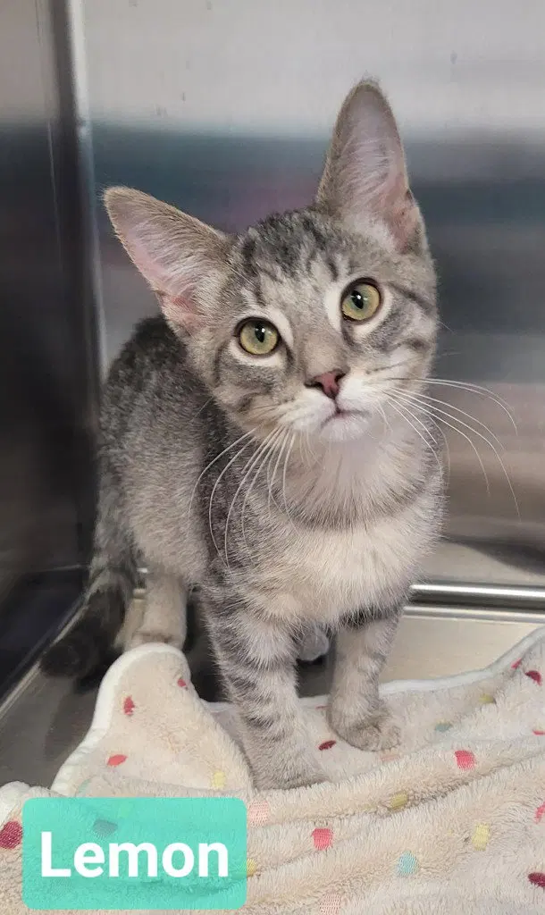 Lemon, a young male cat up for adoption