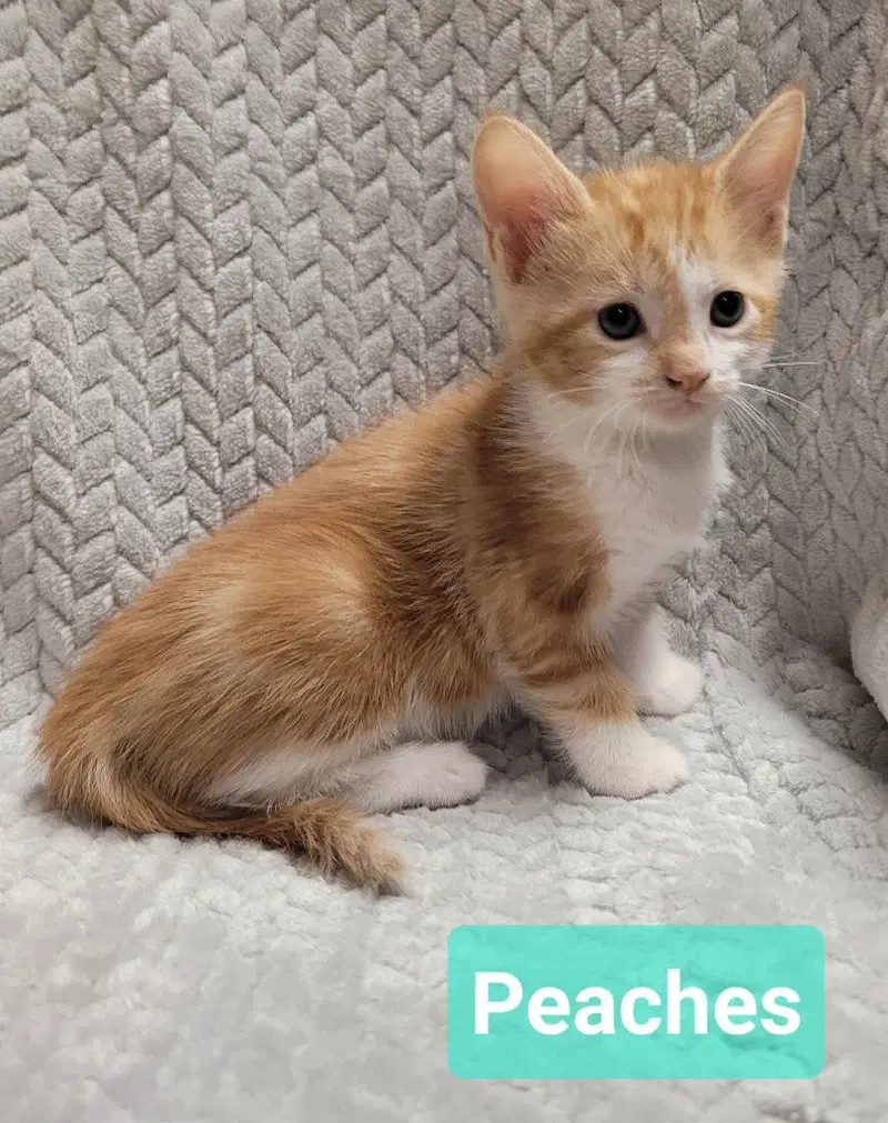 Peaches, a female kitten up for adoption