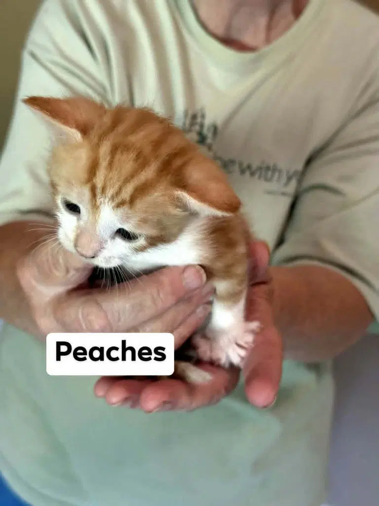 Peaches, photo 3
