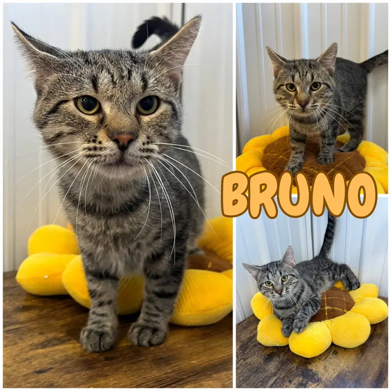 Zero, an adult male cat up for adoption