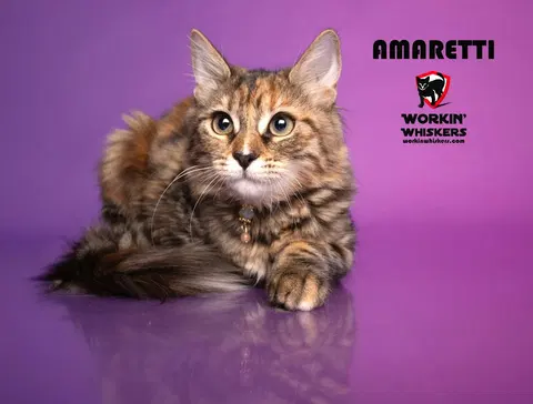 Watch the video of Amaretti