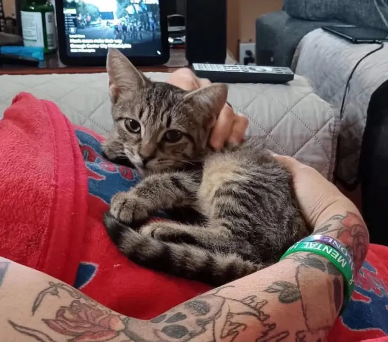 Munchkin, a young female Tabby cat up for adoption