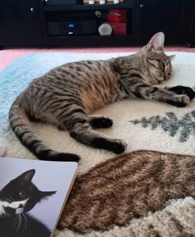 Munchkin, photo 2