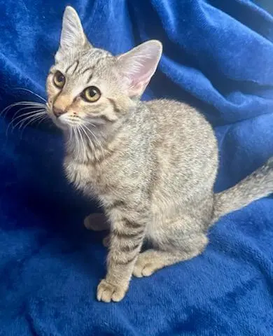 Hazel/Mickie, a female Bengal kitten up for adoption