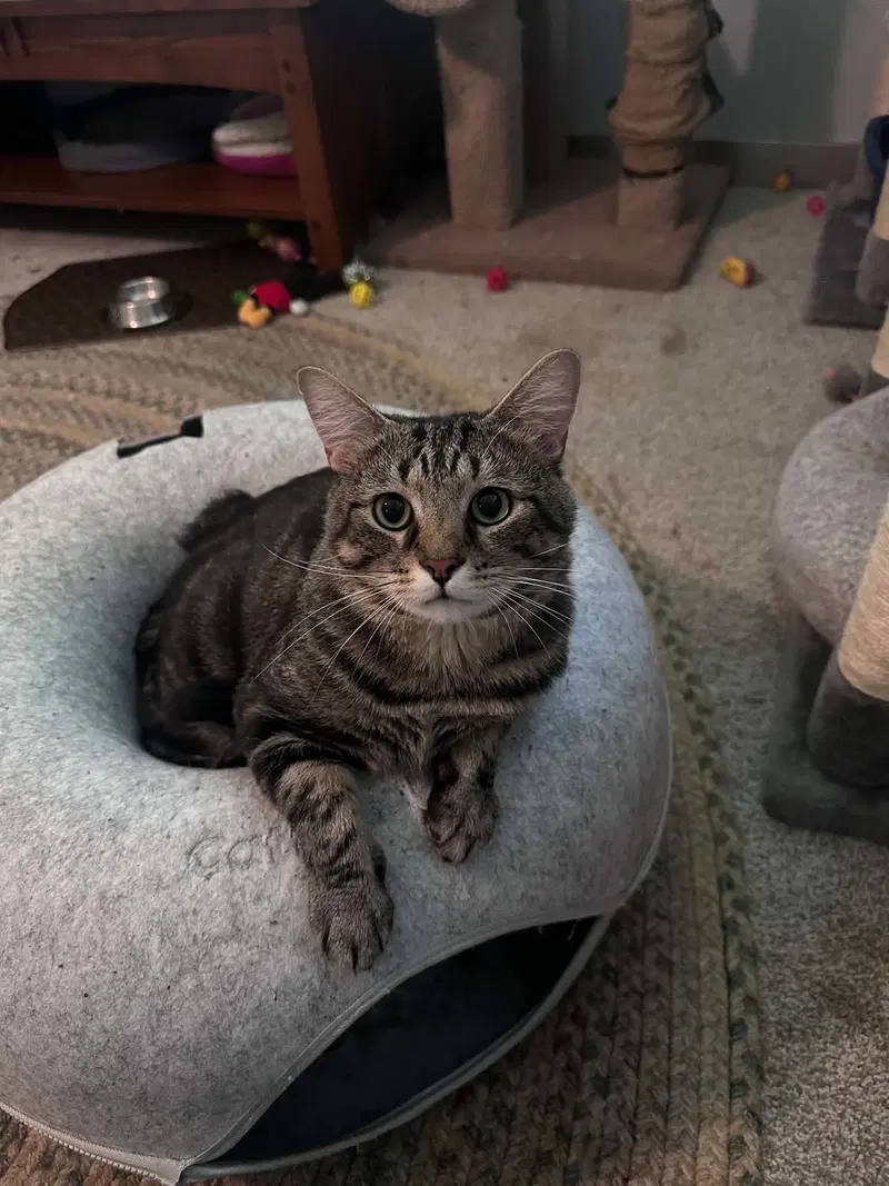 Parker, an adult male Tabby cat up for adoption