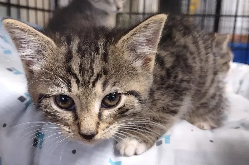 River, a male kitten up for adoption