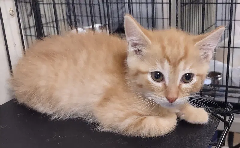 Phoenix, a male kitten up for adoption