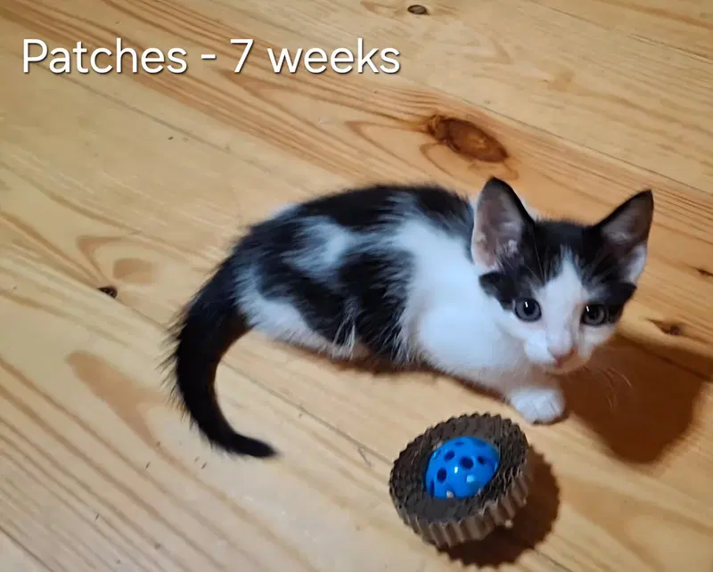 Patches, photo 4
