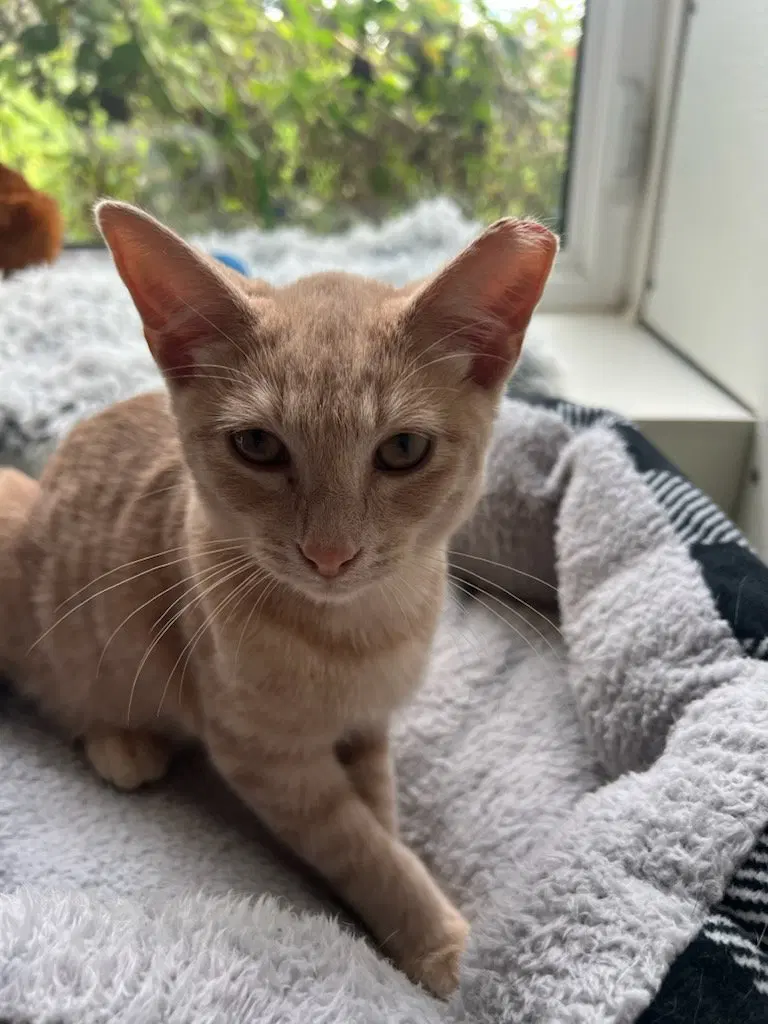 Sandy, a male cat up for adoption