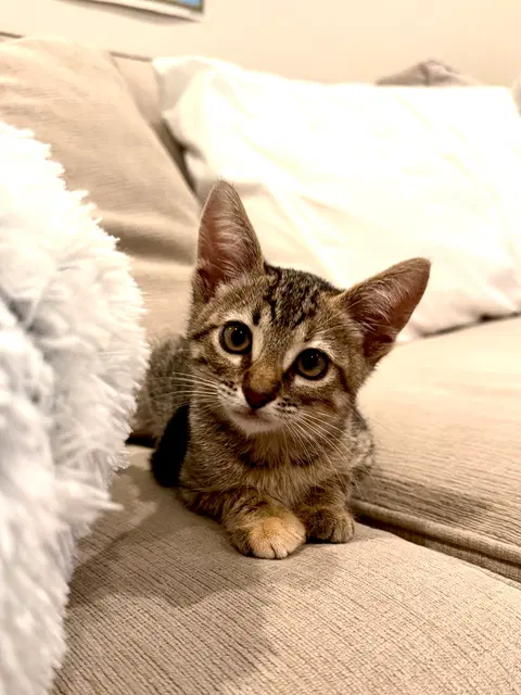 Watch the video of Mini and Bear