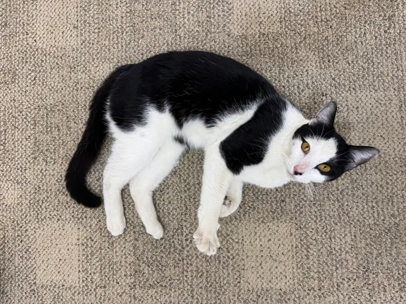 Chess, an adult male cat up for adoption