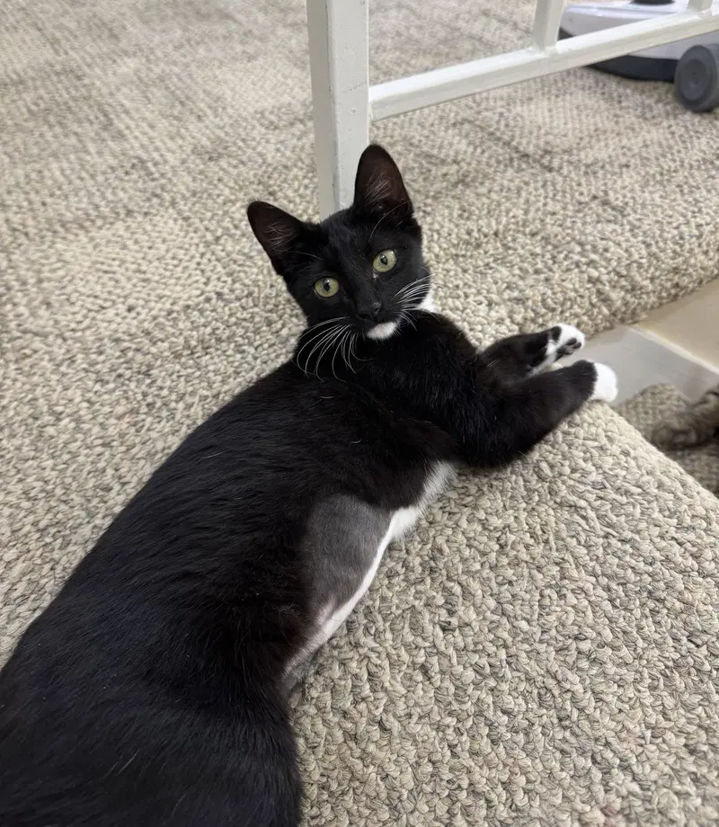 Nila, a young female cat up for adoption