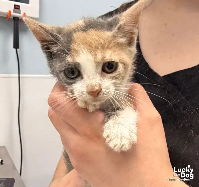 Grub, a female kitten up for adoption