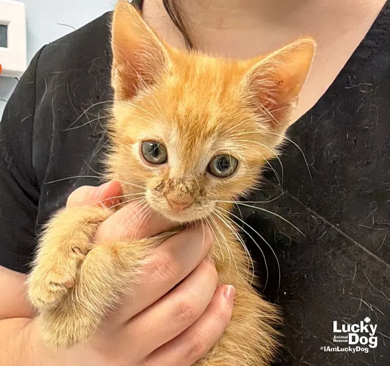 Garfield, a male kitten up for adoption