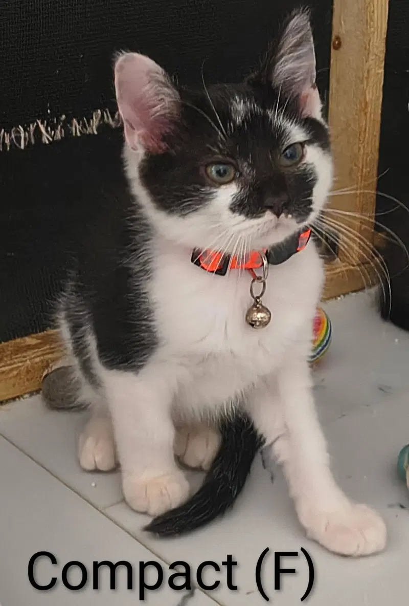Compact, a female kitten up for adoption