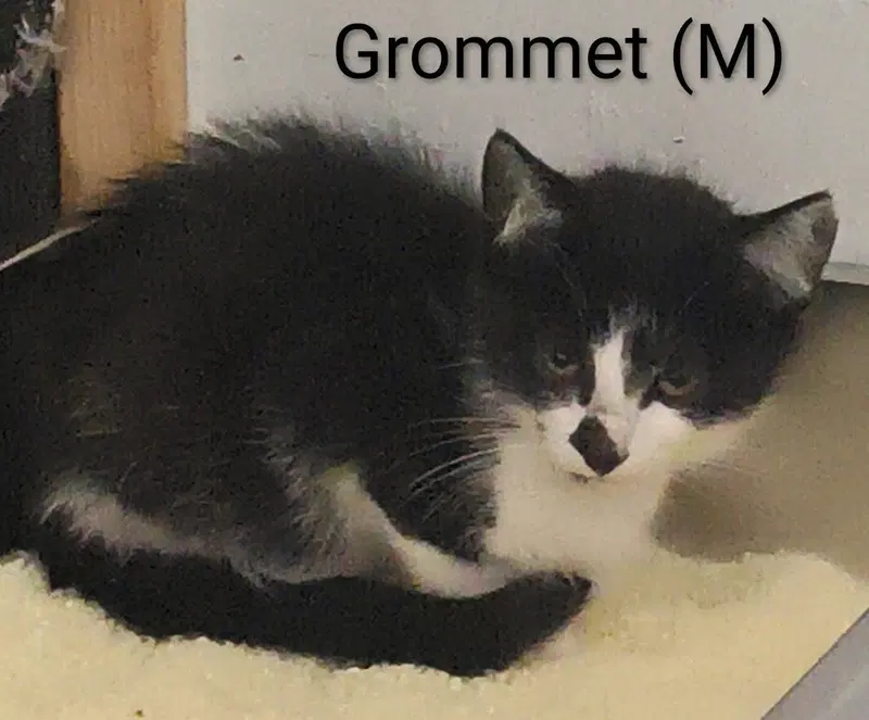 Grommet, a male kitten up for adoption