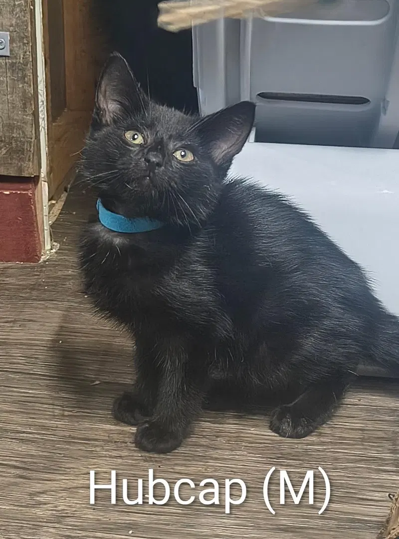 Hubcap, a male kitten up for adoption