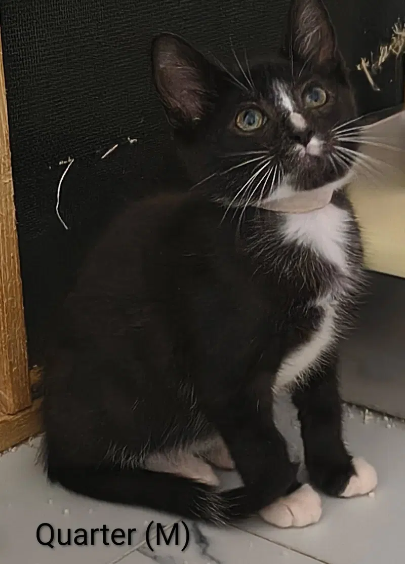 Quarter, a male kitten up for adoption