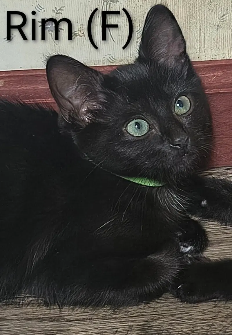 Rim, a female kitten up for adoption