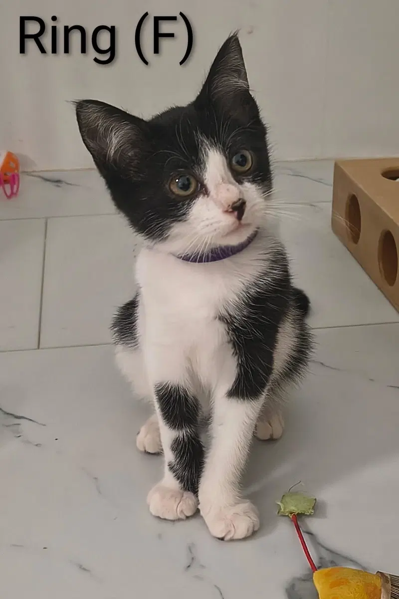 Ring, a female kitten up for adoption