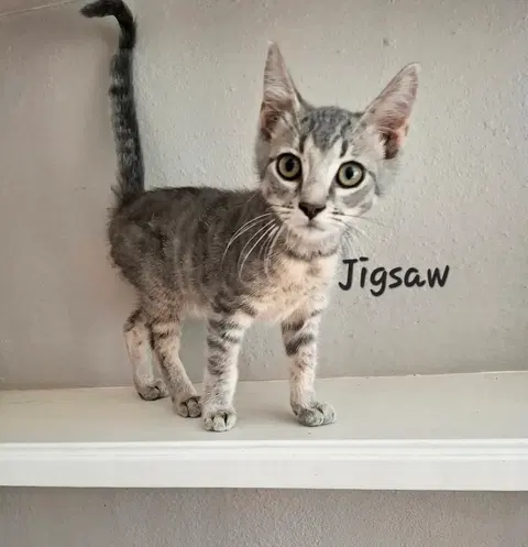 Watch the video of Jigsaw