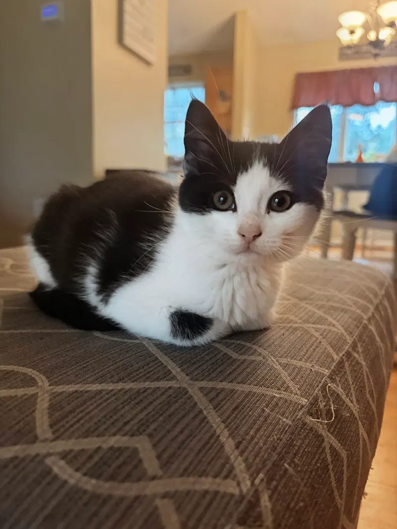 Oreo Kitten, a female kitten up for adoption