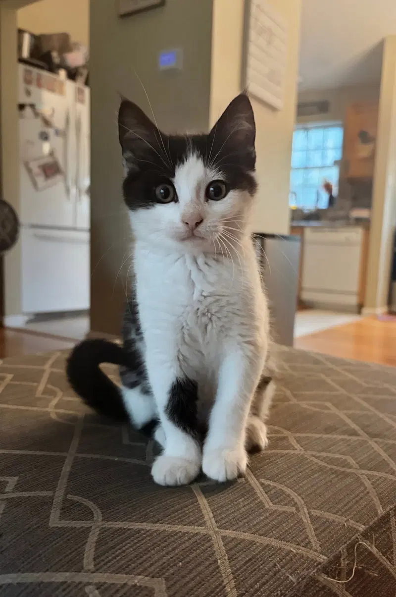 Oreo Kitten, photo 2