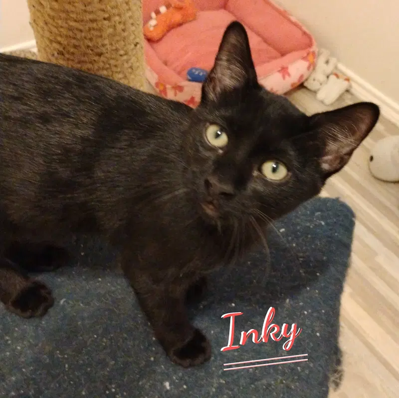 Inky, a male Bombay kitten up for adoption