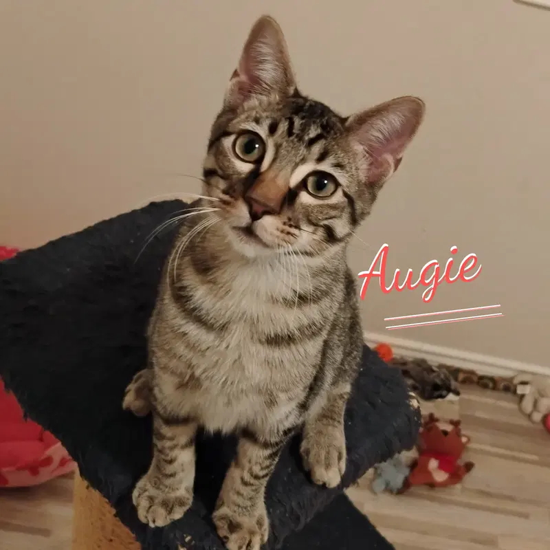 Augie, a male Tabby kitten up for adoption